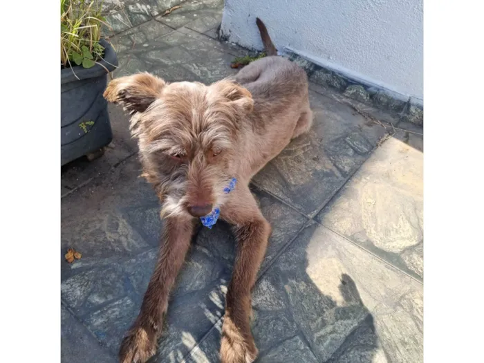 Cachorro ra a SRD-ViraLata idade 1 ano nome Sem nome