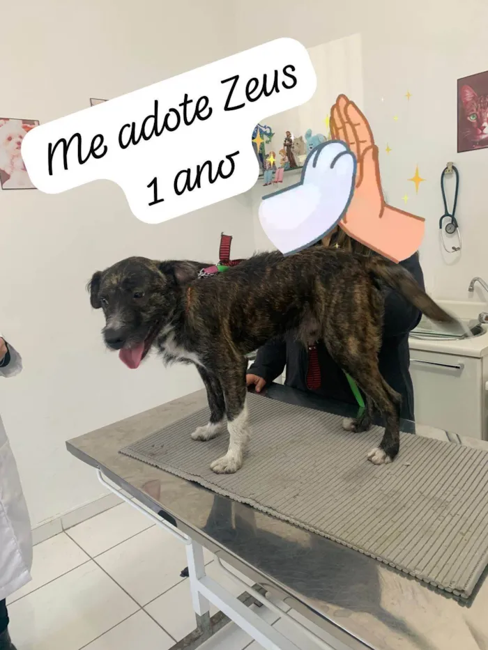 Cachorro ra a SRD-ViraLata idade 1 ano nome Zeus