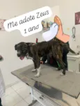 Zeus