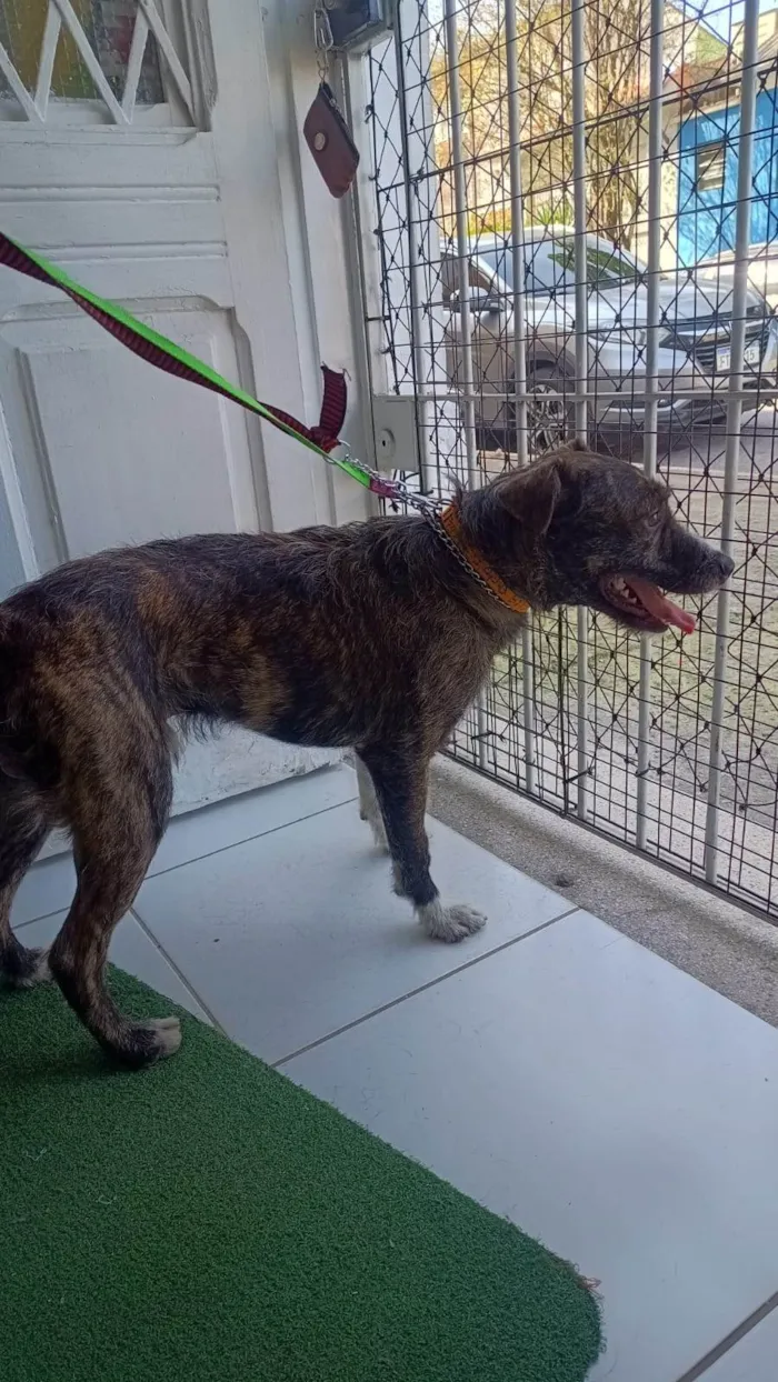 Cachorro ra a SRD-ViraLata idade 1 ano nome Zeus