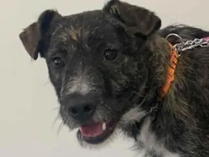 Cachorro raça SRD-ViraLata idade 1 ano nome Zeus