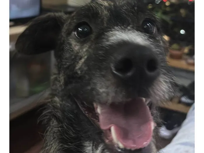 Cachorro ra a SRD-ViraLata idade 1 ano nome Zeus