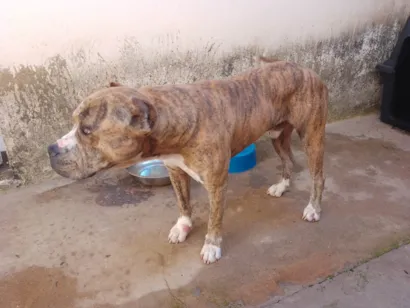 Cachorro raça Pit-Bull idade 3 anos nome Hulk