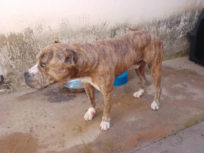 Cachorro ra a Pit-Bull idade 3 anos nome Hulk