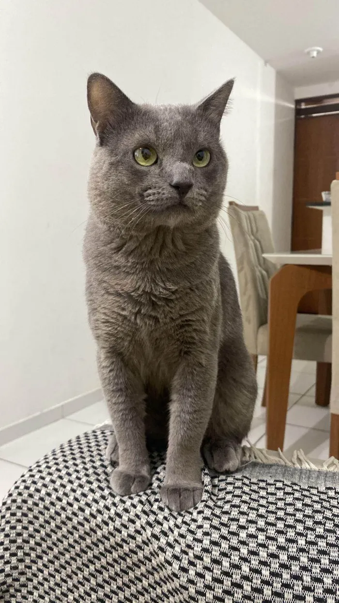 Gato ra a SRD-ViraLata idade 1 ano nome Shadow