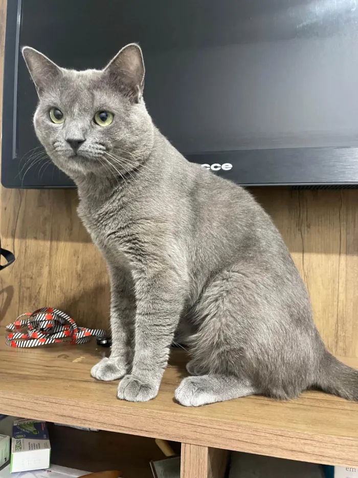 Gato ra a SRD-ViraLata idade 1 ano nome Shadow