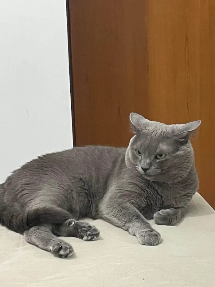 Gato ra a SRD-ViraLata idade 1 ano nome Shadow