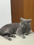 Shadow
