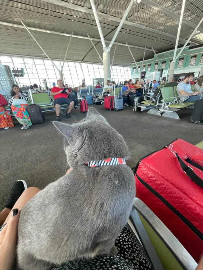 Gato ra a SRD-ViraLata idade 1 ano nome Shadow