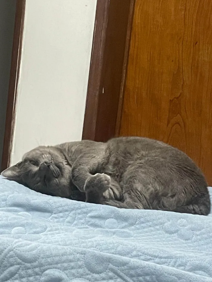 Gato ra a SRD-ViraLata idade 1 ano nome Shadow