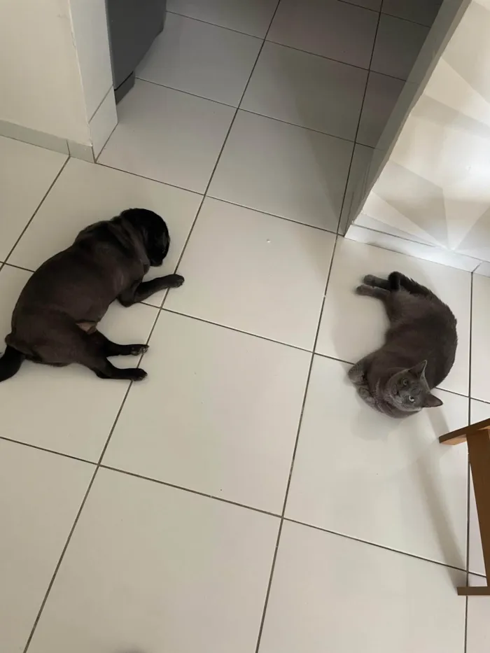 Gato ra a SRD-ViraLata idade 1 ano nome Shadow