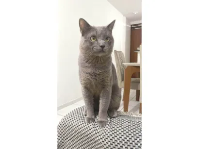 Gato raça SRD-ViraLata idade 1 ano nome Shadow