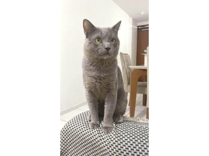 Gato ra a SRD-ViraLata idade 1 ano nome Shadow