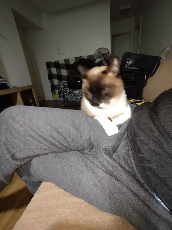 Gato ra a Siamês idade 2 anos nome Snow