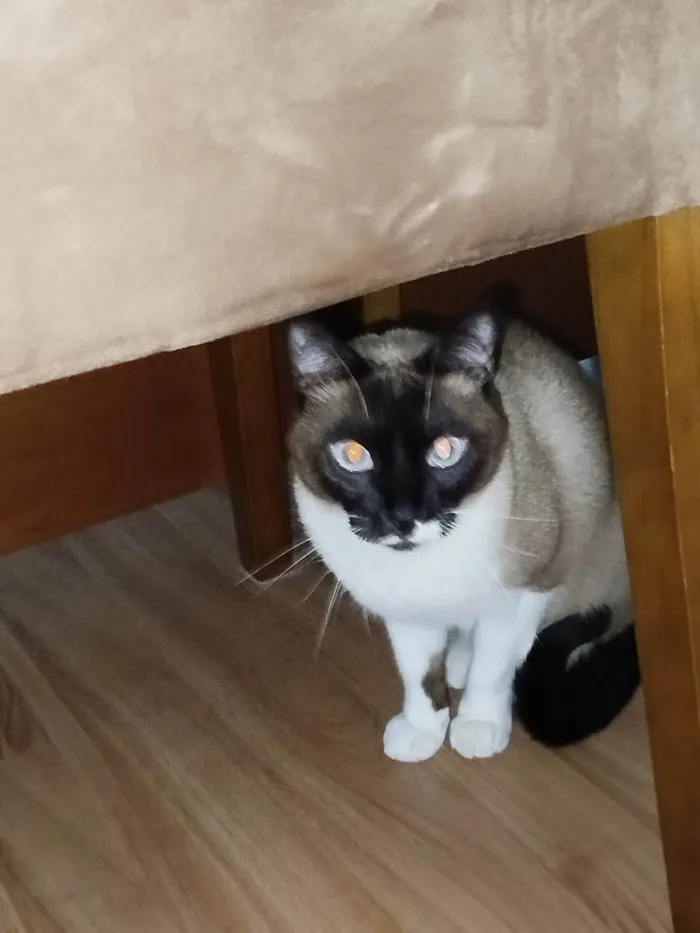 Gato ra a Siamês idade 2 anos nome Snow