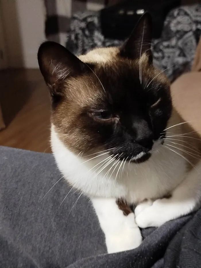 Gato ra a Siamês idade 2 anos nome Snow