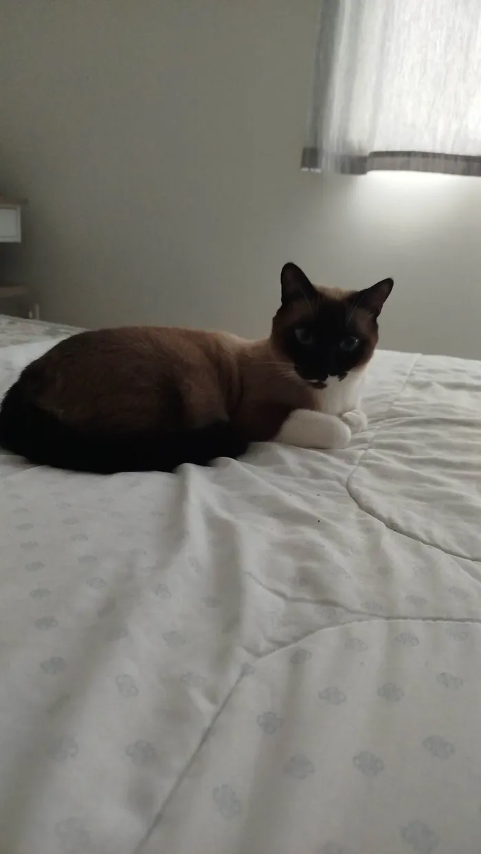 Gato ra a Siamês idade 2 anos nome Snow