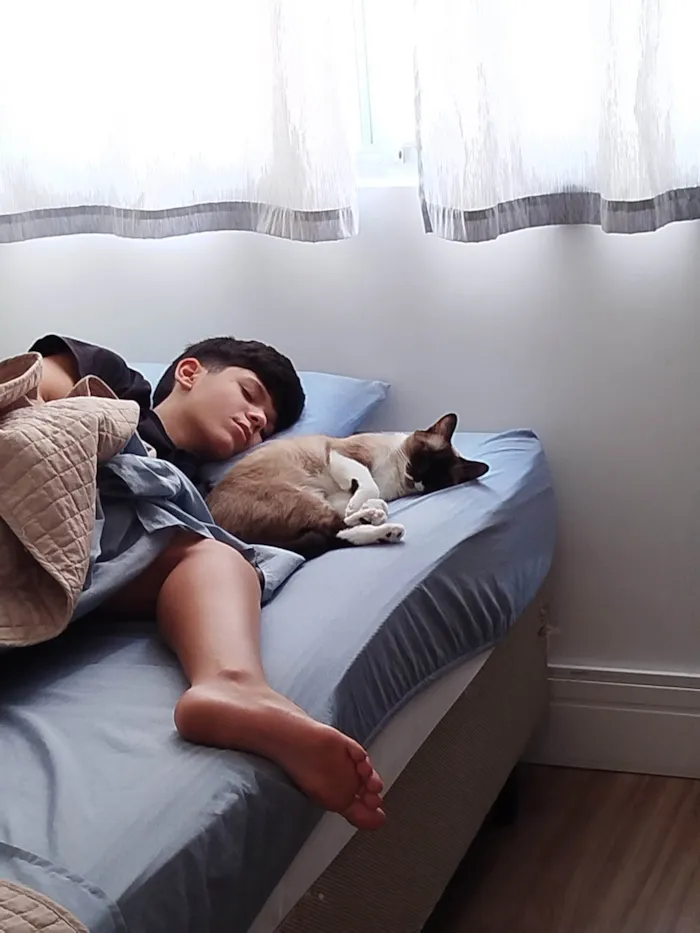 Gato ra a Siamês idade 2 anos nome Snow