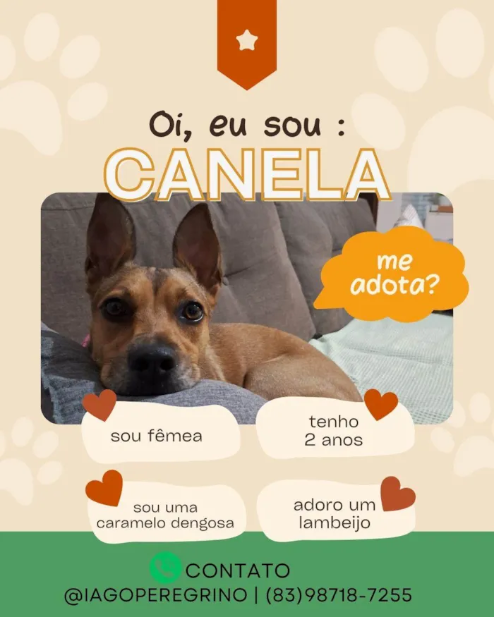 Cachorro ra a SRD-ViraLata idade 2 anos nome Canela