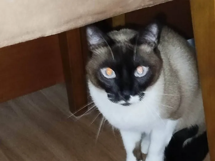 Gato ra a Siamês idade 2 anos nome Snow