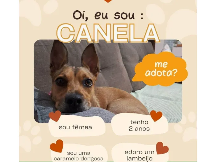 Cachorro ra a SRD-ViraLata idade 2 anos nome Canela