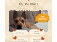 Canela