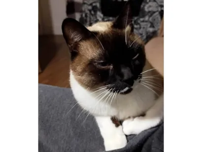 Gato raça Siamês idade 2 anos nome Snow