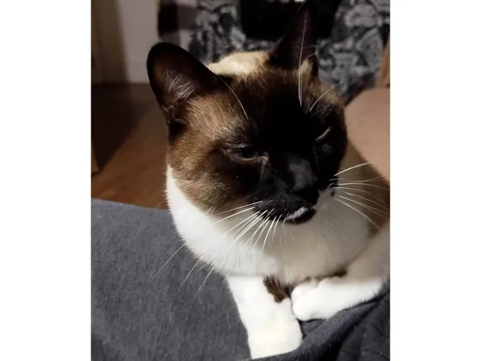 Gato ra a Siamês idade 2 anos nome Snow