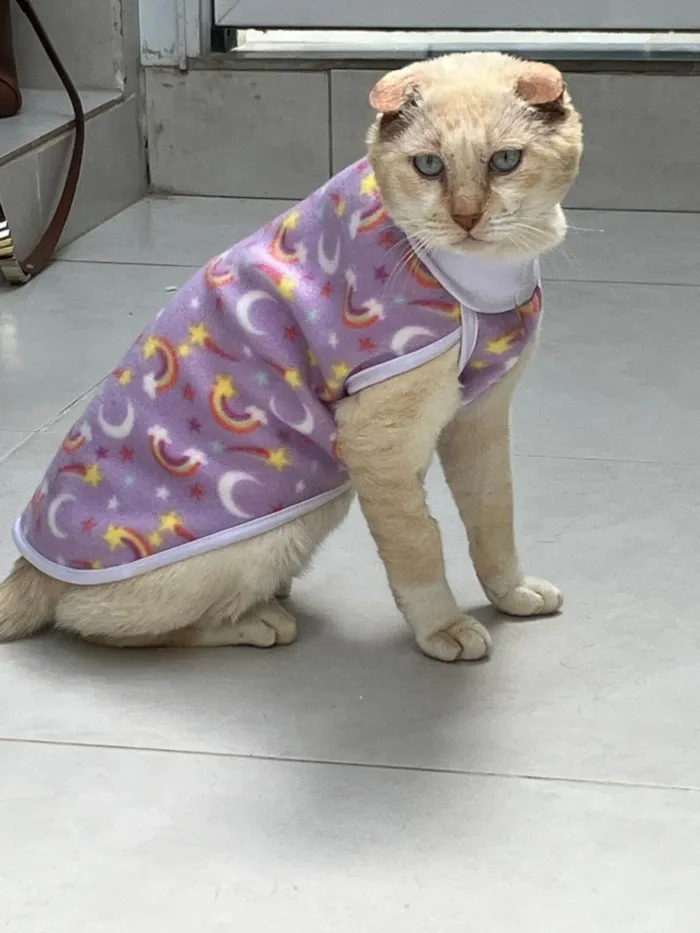 Gato ra a SRD-ViraLata idade 6 ou mais anos nome Osvaldo (whatsapp 11 98380 5611)