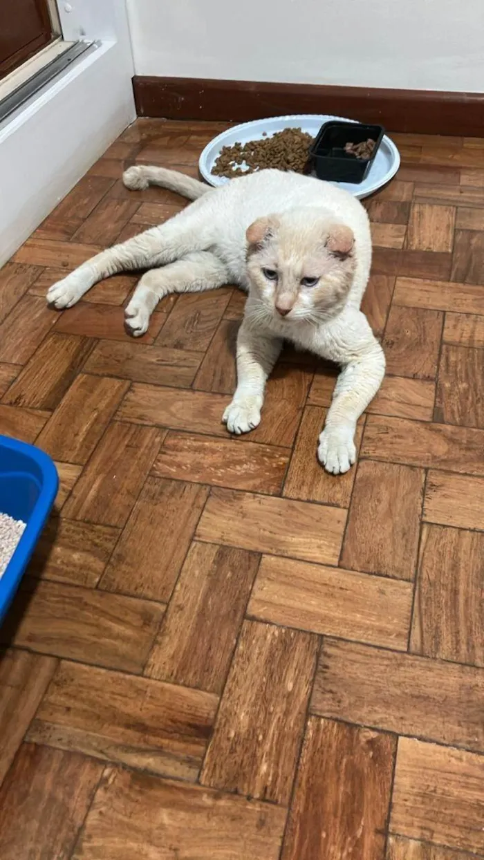 Gato ra a SRD-ViraLata idade 6 ou mais anos nome Osvaldo (whatsapp 11 98380 5611)