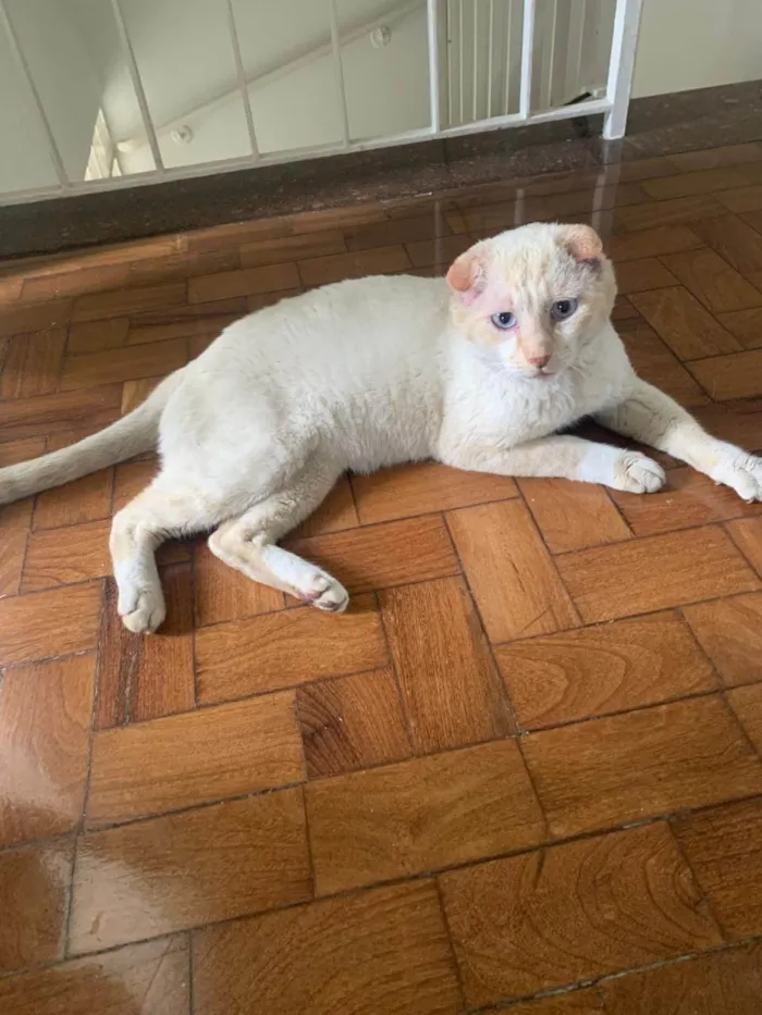 Gato ra a SRD-ViraLata idade 6 ou mais anos nome Osvaldo (whatsapp 11 98380 5611)