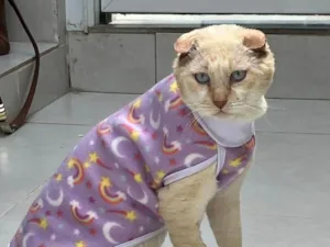 Gato raça SRD-ViraLata idade 6 ou mais anos nome Osvaldo (whatsapp 11 98380 5611)