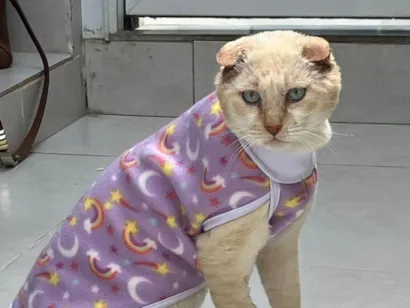 Gato raça SRD-ViraLata idade 6 ou mais anos nome Osvaldo (whatsapp 11 98380 5611)