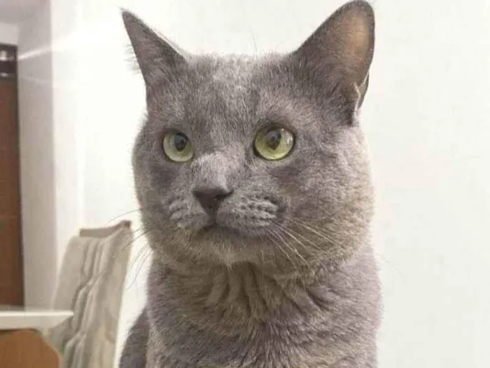 Gato ra a SRD-ViraLata idade 1 ano nome Shadow