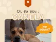 Canela