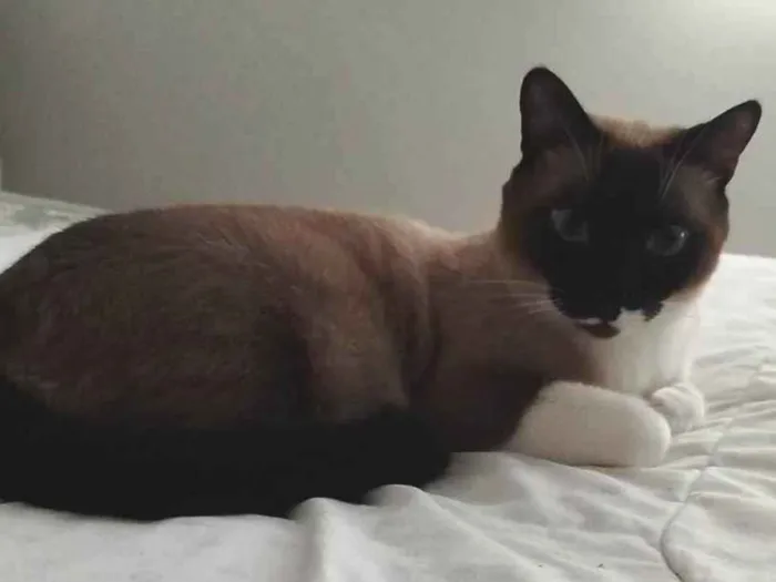 Gato ra a Siamês idade 2 anos nome Snow