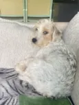 Toby