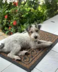 Toby