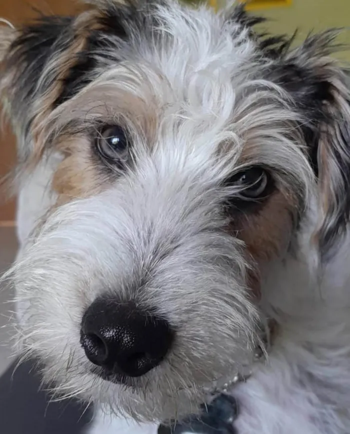 Cachorro ra a Fox Terrier idade 1 ano nome Toby