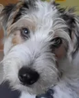 Toby