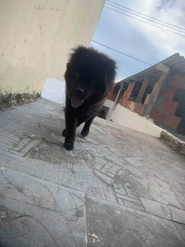 Cachorro ra a Chow Chow idade 1 ano nome Nina 