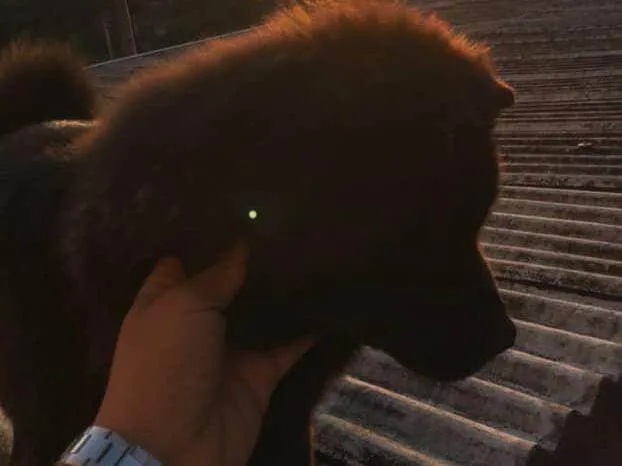 Cachorro ra a Chow Chow idade 1 ano nome Nina 