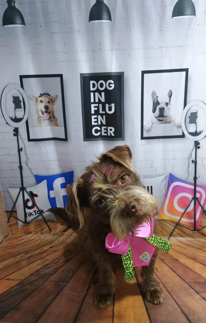 Cachorro ra a SRD-ViraLata idade 1 ano nome Cacau