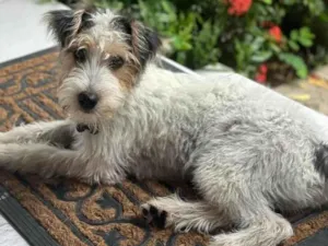 Cachorro raça Fox Terrier idade 1 ano nome Toby