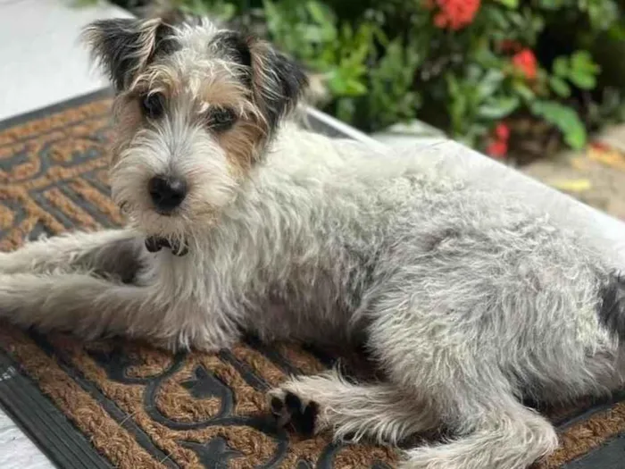 Cachorro ra a Fox Terrier idade 1 ano nome Toby