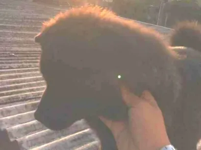 Cachorro raça Chow Chow idade 1 ano nome Nina 