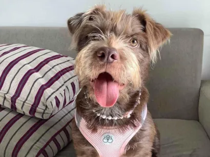Cachorro raça SRD-ViraLata idade 1 ano nome Cacau