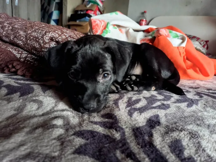 Cachorro ra a SRD-ViraLata idade 2 a 6 meses nome Amendoim 