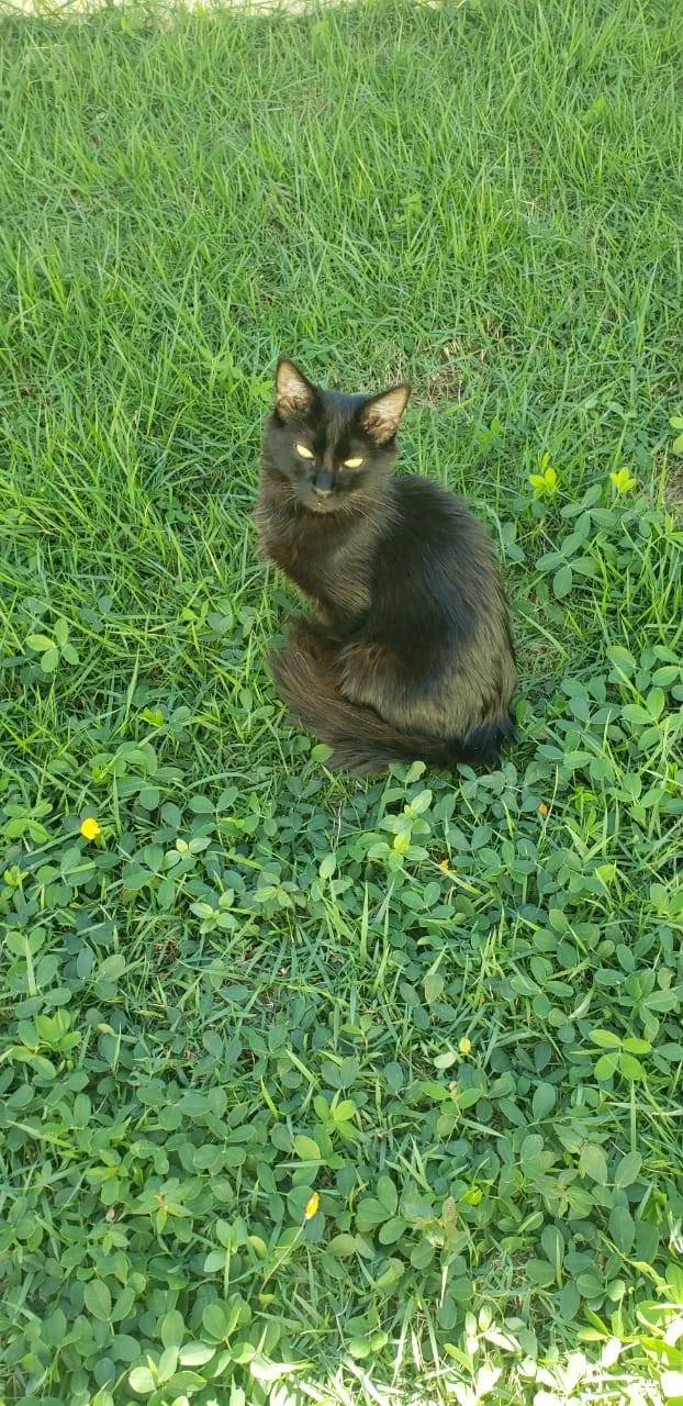 Gato ra a SRD-ViraLata idade 2 a 6 meses nome Taj