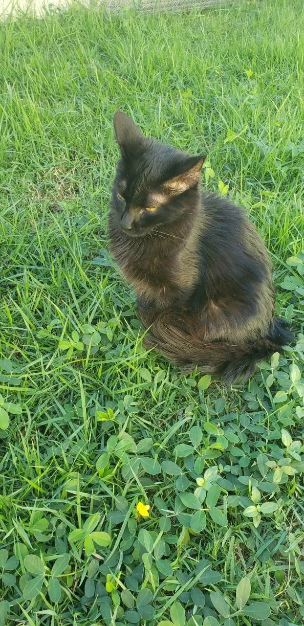 Gato ra a SRD-ViraLata idade 2 a 6 meses nome Taj